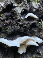 Clitopilus hobsonii