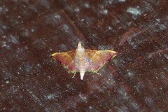 Endotricha olivacealis