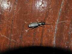 Helluobrochus