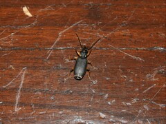 Helluobrochus
