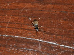 Helluobrochus