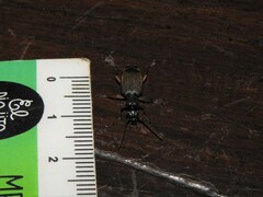 Helluobrochus