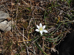 Ornithogalum gussonei