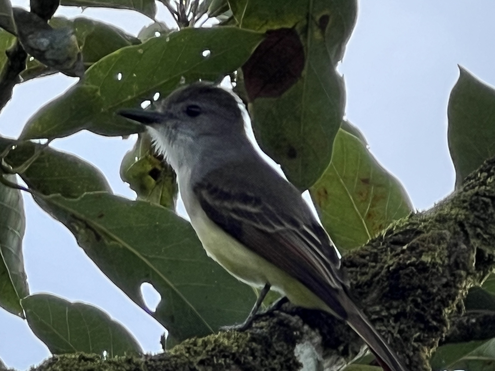 Lesser Antillean Flycatcher (Myiarchus oberi), photo 7
