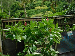 Megaskepasma erythrochlamys