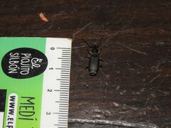 Helluobrochus