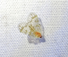 Saccharodite chrysonoe