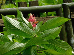 Megaskepasma erythrochlamys