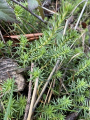 Petrosedum rupestre