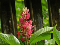 Megaskepasma erythrochlamys