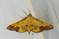 Meroctena tullalis