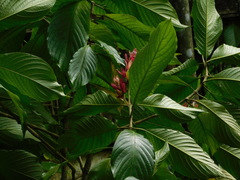 Megaskepasma erythrochlamys