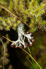 Cladonia cariosa