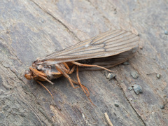 Dicosmoecus