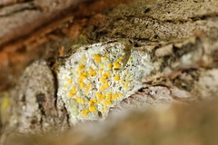 Lecanora symmicta