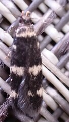 Oegoconia novimundi
