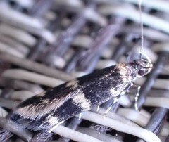 Oegoconia novimundi
