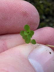 Euphorbia peplus