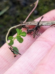 Euphorbia peplus