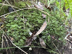 Hymenophyllum cupressiforme