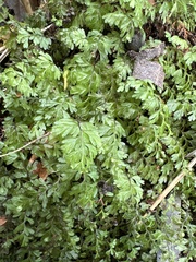 Hymenophyllum cupressiforme