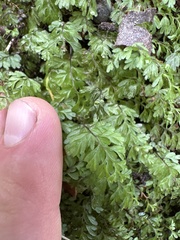 Hymenophyllum cupressiforme