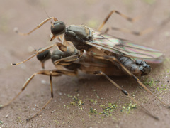 Hybotidae