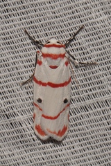 Cyana perornata
