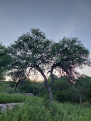 Prosopis chilensis
