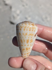 Conus spurius
