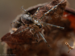 Megalepthyphantes nebulosus