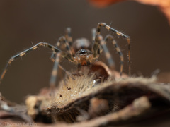 Megalepthyphantes nebulosus