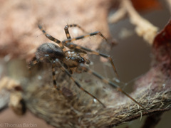 Megalepthyphantes nebulosus