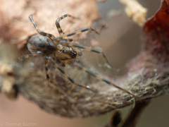 Megalepthyphantes nebulosus