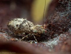 Pteroxanium kelloggi