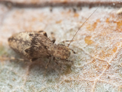 Pteroxanium kelloggi
