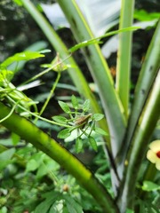 Hibiscus surattensis