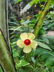Hibiscus surattensis