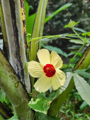 Hibiscus surattensis