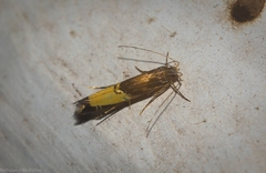 Labdia deliciosella