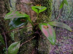 Acianthera circumplexa