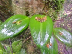 Acianthera circumplexa