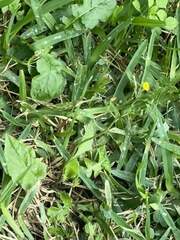 Calyptocarpus vialis