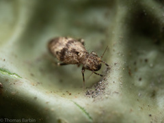 Pteroxanium kelloggi
