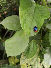 Oedionychina
