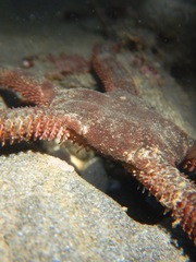 Ophioderma panamense