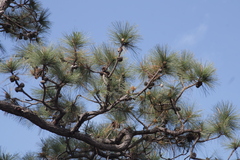 Pinus oocarpa