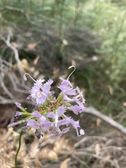 Stylidium laciniatum