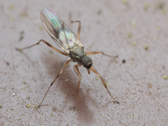 Hybotidae