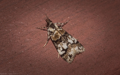 Scoparia charopoea · iNaturalist
